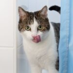Why Does My Cat Lick Me After a Shower?