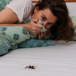 Why Spiders Choose Your Bed (And How to Prevent It)
