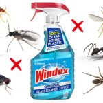 Windex Kills Bugs: Effective Pest Control Solution